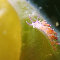 ✬✬九十九島の生き物たち✬✬