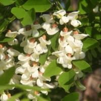 早朝の散歩　植物調べ２