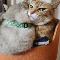 ネクストステージ