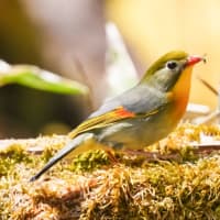 01/May 天の川🌌と朝焼けの富士山とキビタキとコマドリとコルリと相思鳥