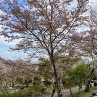 2歳の息子と摂津峡公園へ
