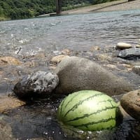 猫の目天気の夏の延長戦なのだ