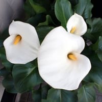 八重咲白丁花