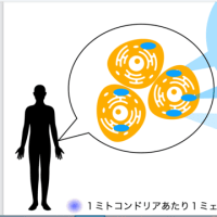ミェフの解説昨日のつづき　と今日はオンラインワークショップ