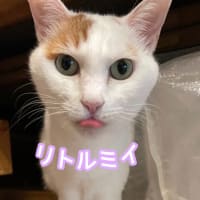 保護猫譲渡会5/11(土)in多摩市聖蹟桜ヶ丘