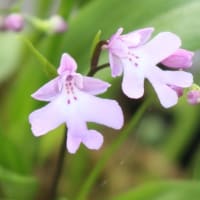 イワチドリの花をいただいた