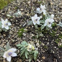 とびっきりのお気に入り　セツブンソウ