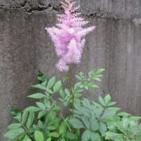 今日の花（ハタザオキキョウ、アスチルベ）