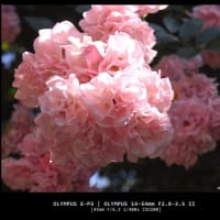 横浜E.G.ではアジサイ以外にも様々な種類の花が咲く