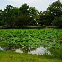 近所の公園