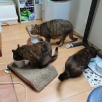 カイヌシの心ひじき知らず