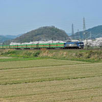 櫻と鉄道