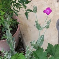 昨夜半、庭端で初蛍２匹、そして夏の花、「ビロード草」も満開。