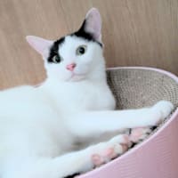 今日の3にゃん 13