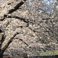 根川緑道の桜（2020.3.26）