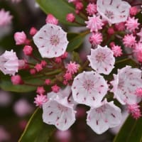 ７月７日、信州の七夕は、月遅れですが・・