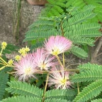 ネムノキ（合歓木）の花
