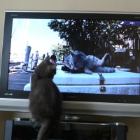 我が家の猫