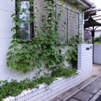 ゴーヤ初収穫