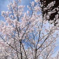 令和6年4月7日の一目千本桜