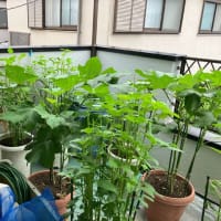 続　バルコニー菜園