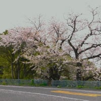 桜　黄金山　2024年　3