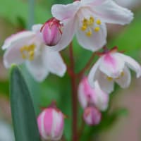 ●我が家の４月の花　ラナンキュラス　　越後雪椿（花笠）　白い椿　ミヤマオダマキ　ミヤコワスレ