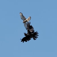 野鳥撮影日記2022(チョウゲンボウ)