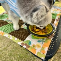 バーベキュー
