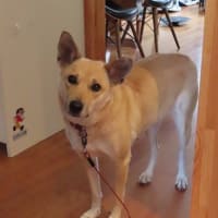 明日から