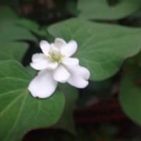 八重のドクダミの花