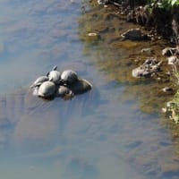 2024神奈川河川ﾎﾟﾀﾘﾝｸﾞ『永池川』④なまずの「中河内大橋」～亀の「門沢橋」