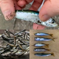 2025年6月1日【北条湾釣行】我が家の兄妹猫の夕食は釣りたてのサバっ子（マサバ・ゴマサバ）を焼いたもの