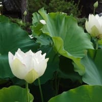 曹源寺～2025年7月8日