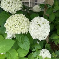 【１６１６】　紫陽花とみいな