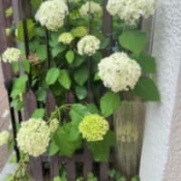 「入梅」という知らせ