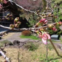 神戸・源平ゆかりの古刹「須磨寺」で桜咲き始め♪