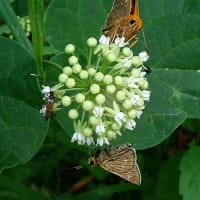 夏の山道にエゾアジサイ咲く