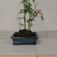 初心者向け　盆栽講座