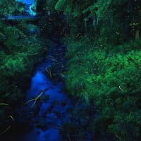 マスカットドロップを　なめ終わるまで　言葉を忘れる魔法にかかる