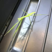 着付け教室？！