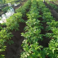 我が家の野菜たち
