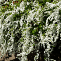 桜も野球も開花！