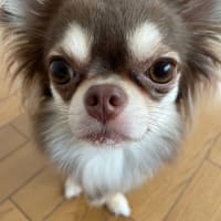 噛み癖がありましたが