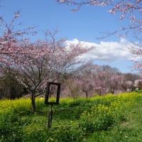 小宅古墳群の桜と菜の花