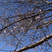 初雪の日の桜