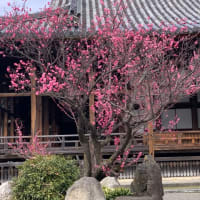 長浜に行ってきました。