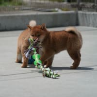 新しい飼い主さん募集中！オーナー募集中！3月30日生　オス