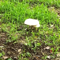 キノコ生えちゃうかもね