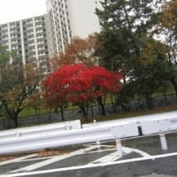 通勤途中の紅葉